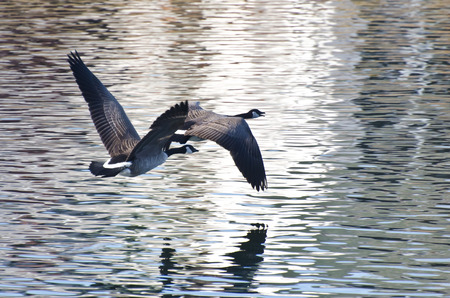 Canada Geese Flying Over Water