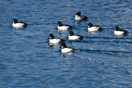 Common Goldeneye Ducks Swimming on the Waterの写真素材