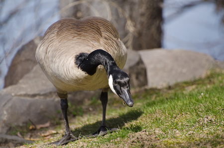 Canada Goose Enjoying a Mealの写真素材