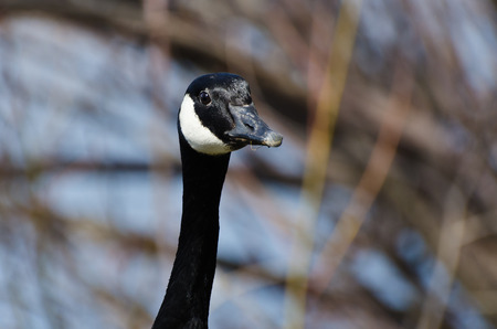 Close Up Profile of Canada Gooseの写真素材