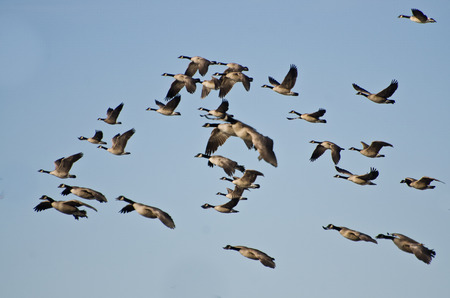 Large Flock of Geese Flying in Blue Skyの写真素材