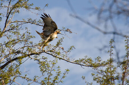 Red-Tailed Hawk Taking Flight