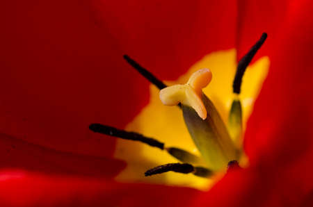 Nature Abstract - Tulip Stamenの写真素材