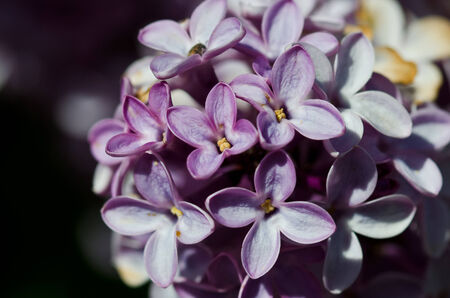 Lilac Blooms in Springの写真素材