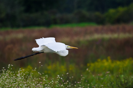 Great Egret Flying Across the Marsh