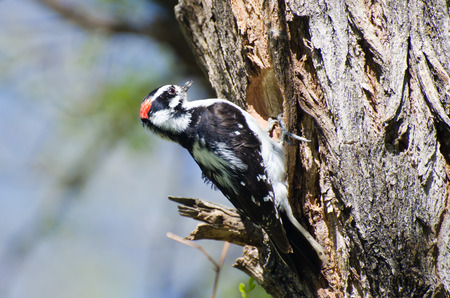 Downy Woodpecker Building Its Homeの写真素材