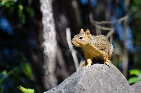 Cute Little Squirrel Alert on a Rockの写真素材