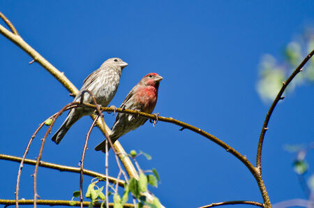 Male and Female House Finch Perched on Branchの写真素材