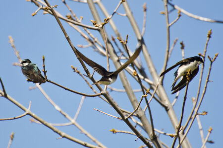 Tree Swallows Landing in a Treeの写真素材