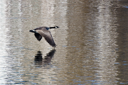Canada Geese Flying Over Waterの写真素材