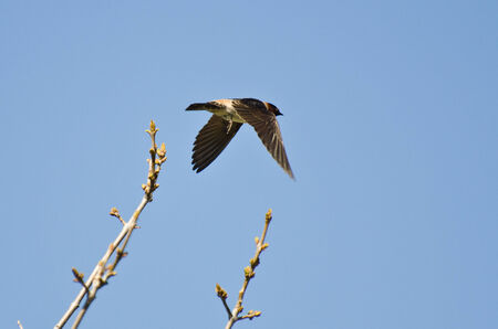 Cliff Swallow Taking to Flight from a Treeの写真素材