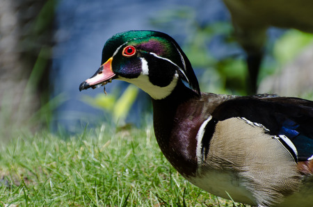 Male Wood Duck Profileの写真素材