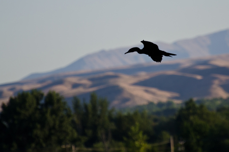 Morning Silhouette of a Flying Cormorant の写真素材
