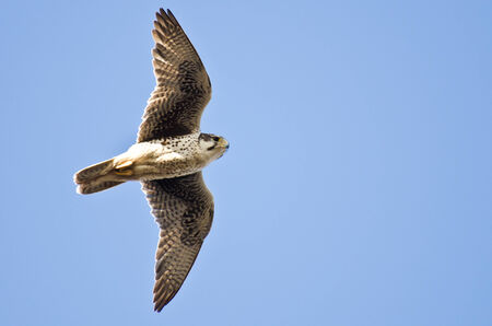 Prairie Falcon Hunting on the Wing