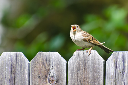 House Sparrow Singing on the Backyard Fenceの写真素材