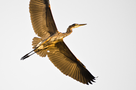 Great Blue Heron Flying with Wings Outstretched Against a White Backgroundの写真素材