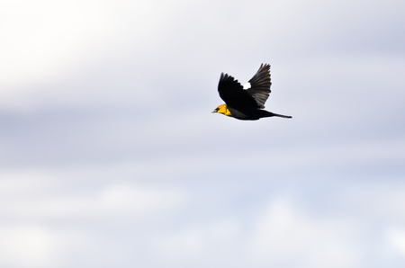 Yellow-Headed Blackbird Flying on a White Backgroundの写真素材