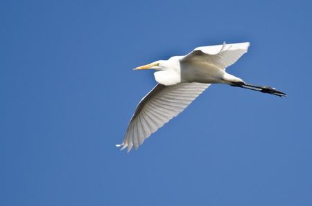 Great Egret Flying in a Blue Skyの写真素材