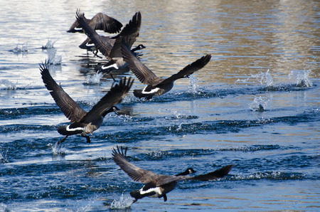 Canada Goose Taking Off From Waterの写真素材