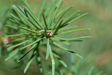 Natureâ€™s Abstract â€“ Pine Needles