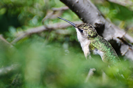 Ruby-Throated Hummingbird Perched in a Treeの写真素材