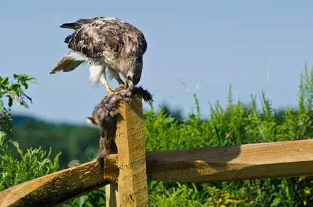 Red-Tailed Hawk Eating Captured Rabbitの写真素材