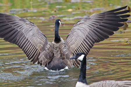 Canada Goose with Outstretched Wingsの写真素材