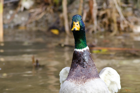 Water Draining from the Face of a Mallard Duckの写真素材