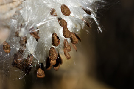 Brown Milkweed Seeds Hanging from the Podの写真素材