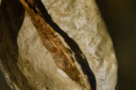 Empty Dried Milkweed Podの写真素材