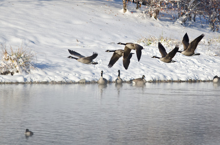 Canada Geese Taking to Flight from a Winter Lakeの写真素材
