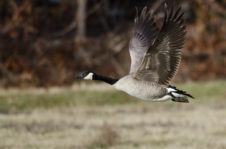 Canada Goose Taking to Flight from an Autumn Fieldの写真素材