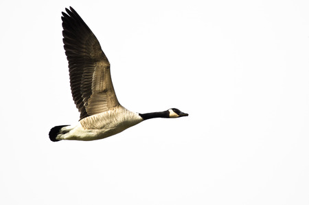 Canada Goose Flying on White Background with Wings Outstretchedの写真素材