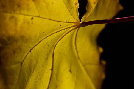 Leaves of Autumn