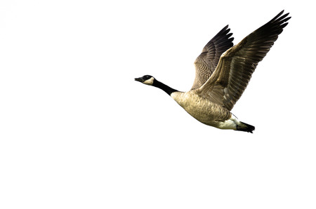 Canada Goose Flying on White Background with Wings Outstretchedの写真素材