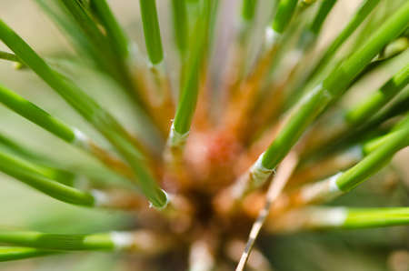 Natureâ€™s Abstract â€“ Pine Needles