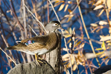 Female Wood Duck Perched on a Rockの写真素材