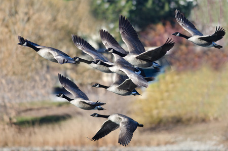 Canada Geese Flying Across the Autumn Woodsの写真素材