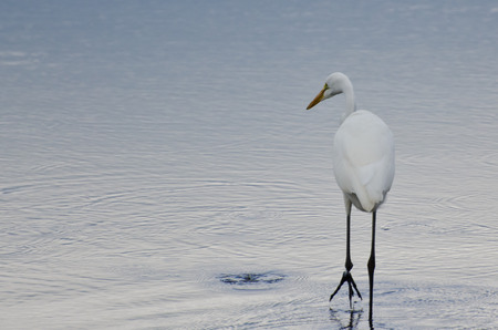 Great Egret Against a Pale Blue Background