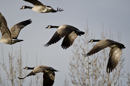 Canada Geese Flying Across the Autumn Woodsの写真素材