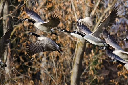 Canada Geese Flying Across the Autumn Woods