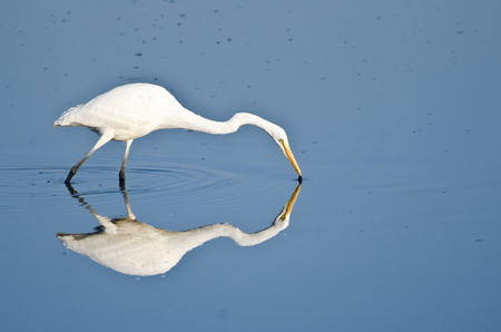 Great Egret Hunting for Fishの写真素材