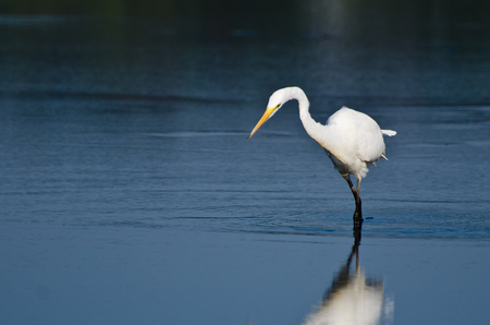 Great Egret Hunting for Fishの写真素材