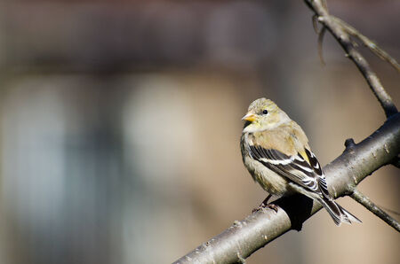 Female Goldfinch Perched in a Tree