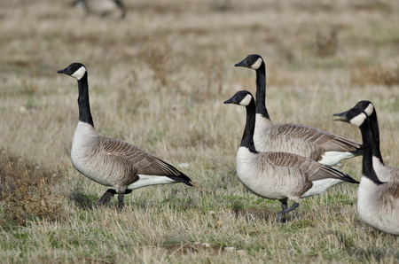 Canada Geese Feeding and Resting in the Autumn Fieldの写真素材