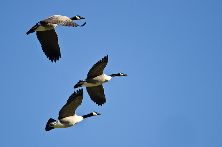 Three Canada Geese Flying in a Blue Skyの写真素材