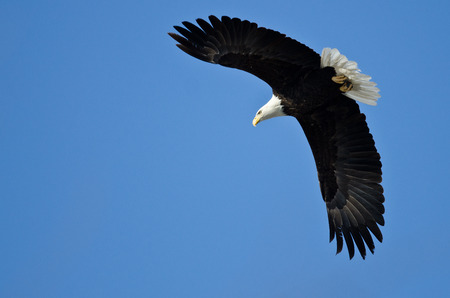 Bald Eagle Hunting On The Wing