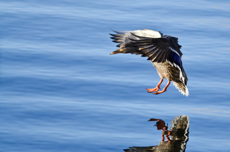 Mallard Duck Coming in for a Landing on the Blue Waterの写真素材