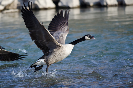Canada Goose Taking Off From a Riverの写真素材
