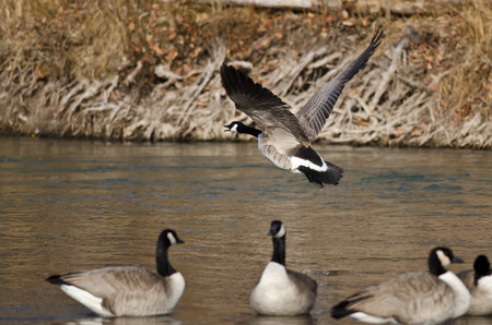 Canada Goose Taking Off From a Riverの写真素材